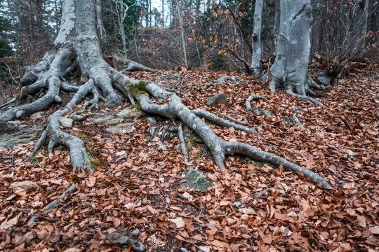 Devostock Root Tree Autumn Leaves