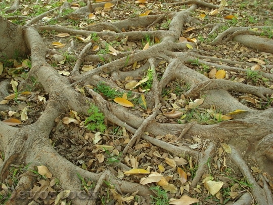 Devostock Roots Tree Nature Trees
