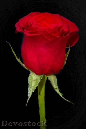 Devostock Rosa Red Bloom Rose
