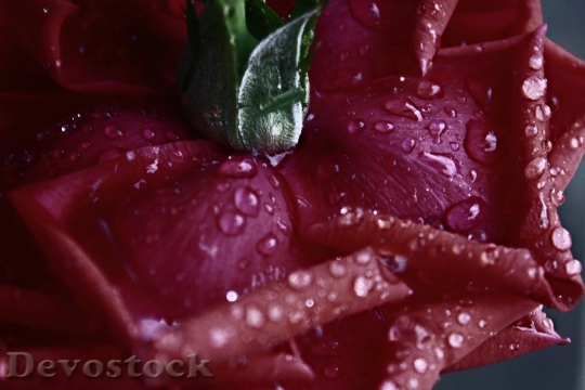 Devostock Rosa Rossa Flower Plant