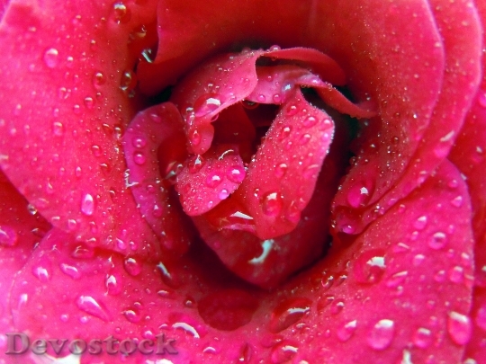 Devostock Rose Bloom Rose Pink