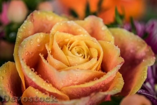 Devostock Rose Blossom Bloom Flower 37