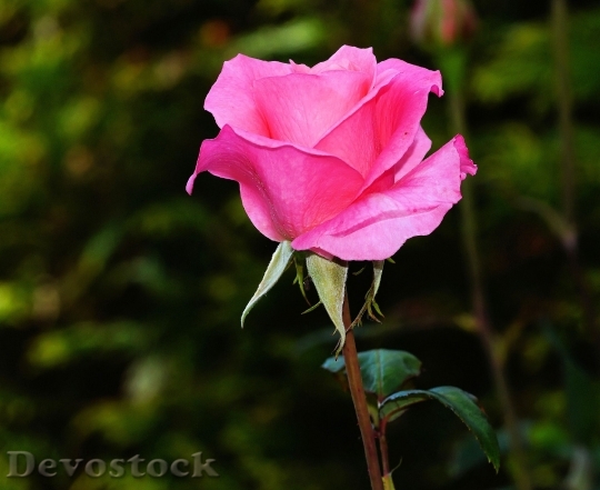 Devostock Rose Blossom Bloom Pink 5114 4K.jpeg