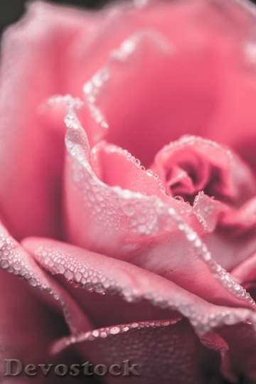Devostock Rose Close Up Pink Floer 4K