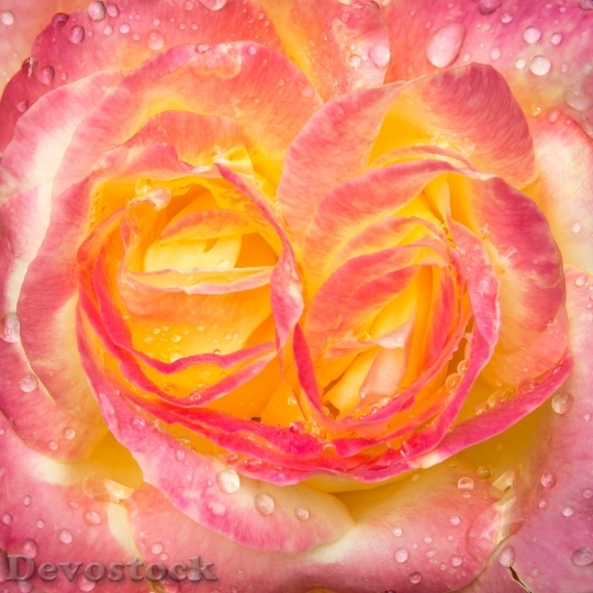 Devostock Rose Drip Blossom Bloom 2