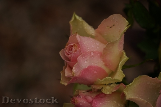 Devostock Rose Drop Water Flower