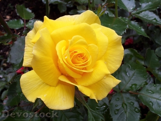 Devostock Rose Drop Water Yellow