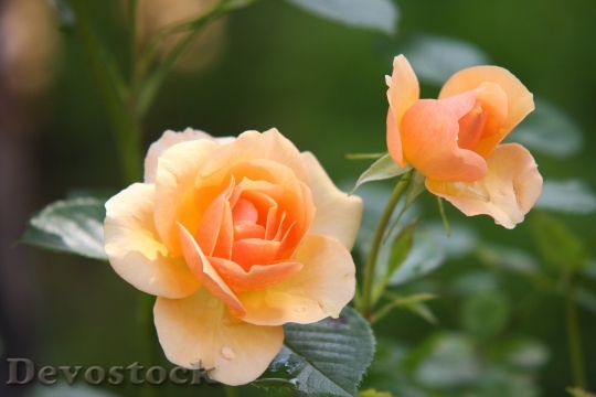 Devostock Rose Flower Blossom Bloom 3917 4K.jpeg