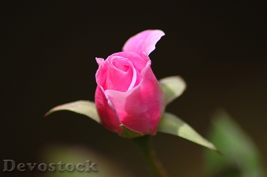 Devostock Rose Flower Floral Plant 6685 4K.jpeg