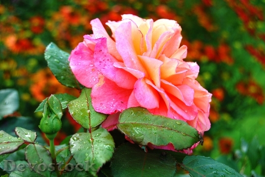Devostock Rose Flower Pink Blossom 1
