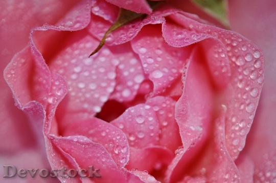 Devostock Rose Flower Pink Floral 8
