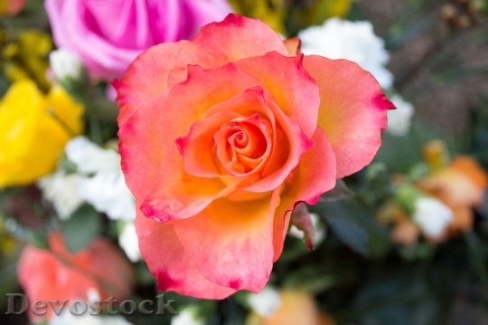 Devostock Rose Flower Rose Bloom 18