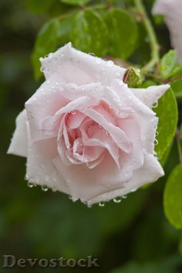 Devostock Rose Nature Dew Drops