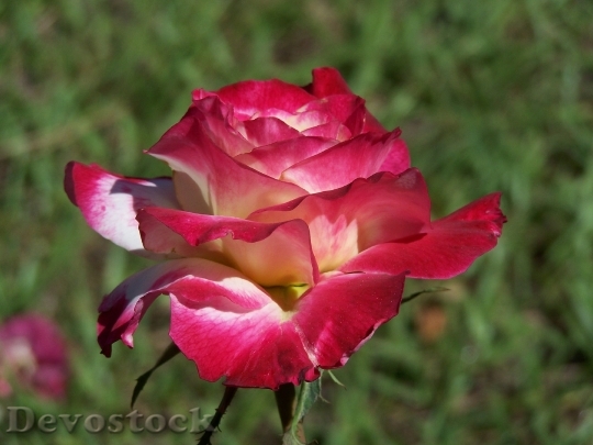 Devostock Rose Petal Flower Macro 6452 4K.jpeg