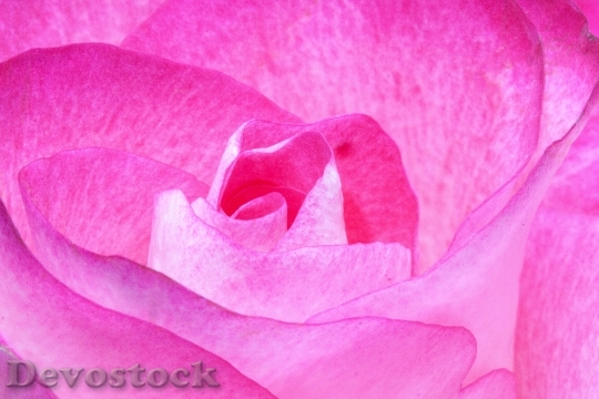 Devostock Rose Pink Family Rose Family 6319 4K.jpeg