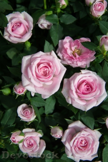 Devostock Rose Pink Flower Flora 61530 4K.jpeg