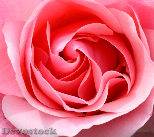 Devostock Rose Pink Petals Floer 4K
