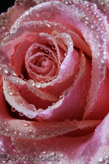 Devostock Rose Pink Red Flower 6682 4K.jpeg