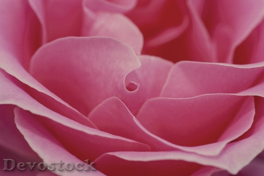 Devostock Rose Pink Romance Love 3959 4K.jpeg