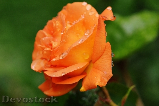 Devostock Rose Plant Drop Water 4