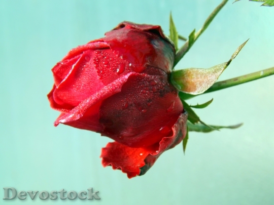Devostock Rose Red Dew Flower 0