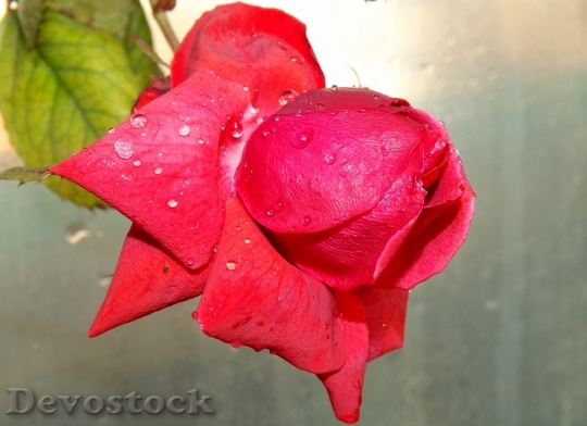 Devostock Rose Red Dew Flower 1