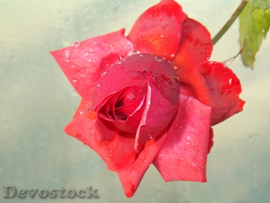Devostock Rose Red Dew Flower 5
