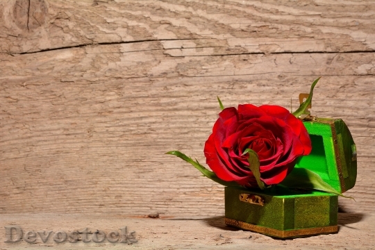 Devostock Rose Red Flower Blossom 4225 4K.jpeg