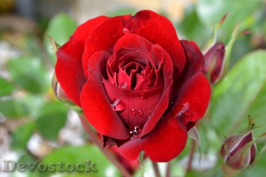 Devostock Rose Red Flower Victor Hgo 4K