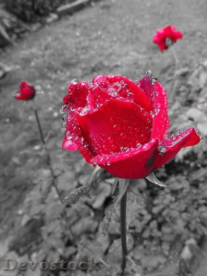 Devostock Rose Red Grey Drop
