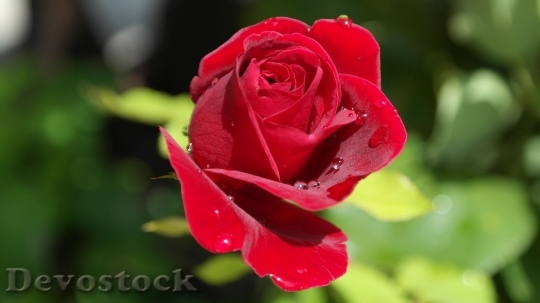 Devostock Rose Red Love Dew 4002 4K.jpeg