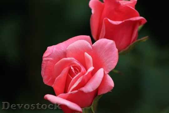 Devostock Rose Red Rose Nature Royalty Free 6950 4K.jpeg