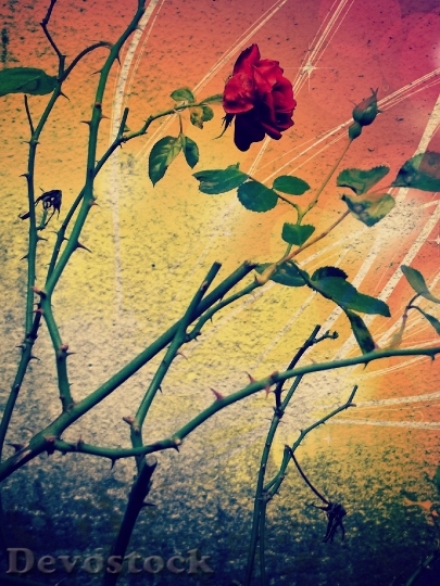Devostock Rose Red Thorns Blossom