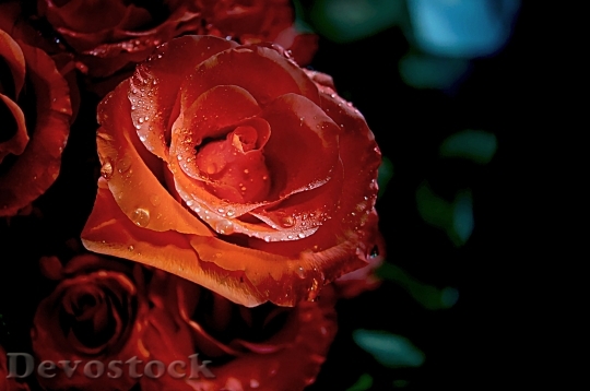 Devostock Rose Red Water Drops