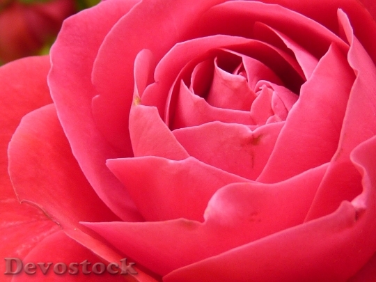 Devostock Rose Rose Bloom Bloom Flower 8709 4K.jpeg