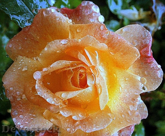 Devostock Rose Roses Blossom Bloom 0