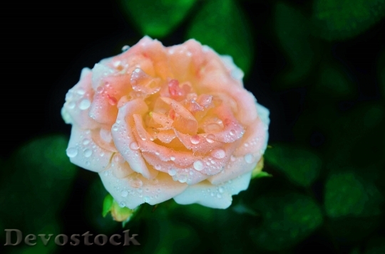 Devostock Rose White Pink Water