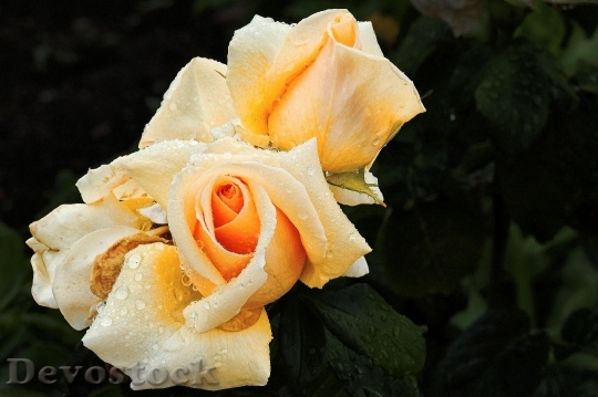 Devostock Rose Yellow Rose Rose 0