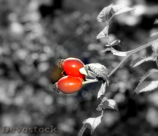 Devostock Rosehip Berries Red Berries