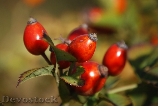 Devostock Rosehips Berry Branch Plant 5938 4K.jpeg