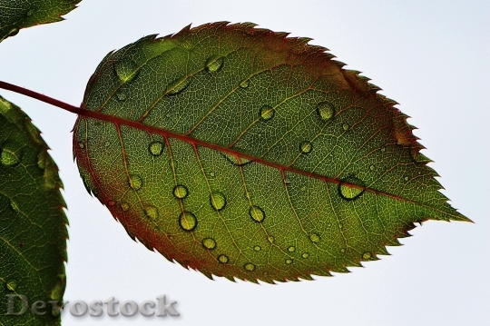 Devostock Rosenblatt Leaf Wasserperlen Wet Dip 4K
