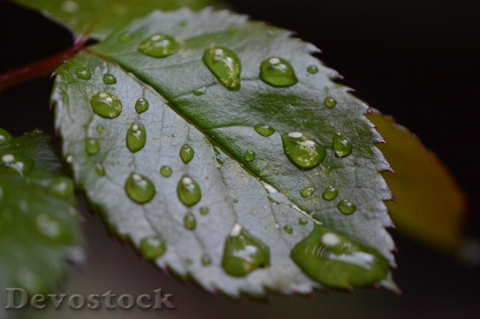 Devostock Rosenblatt Rain Drip Wet 0