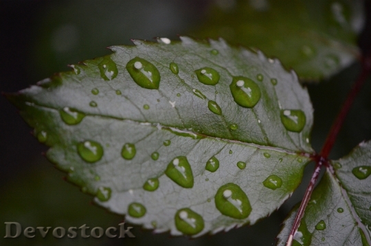Devostock Rosenblatt Rain Drip Wet 1