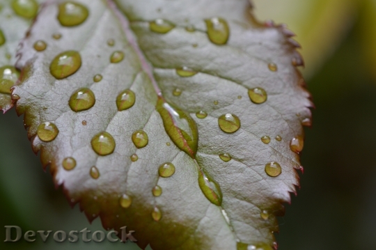 Devostock Rosenblatt Rain Drip Wet 12