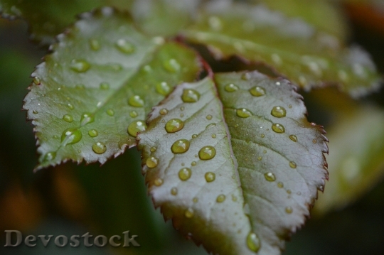 Devostock Rosenblatt Rain Drip Wet 3