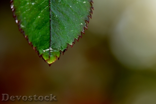 Devostock Rosenblatt Rain Drip Wet 6