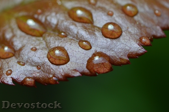 Devostock Rosenblatt Rain Drip Wet 8