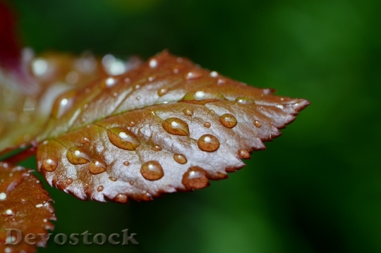 Devostock Rosenblatt Rain Drip Wet 9