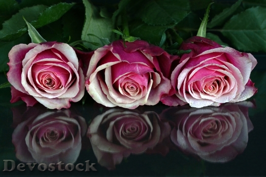 Devostock Roses Flowers Rose Flower 2