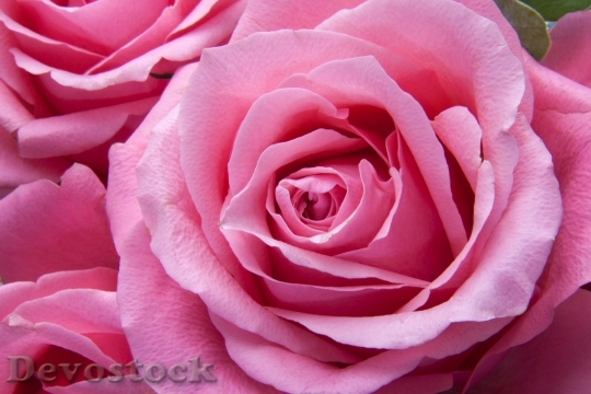 Devostock Roses Pink Family Rose Family 6519 4K.jpeg